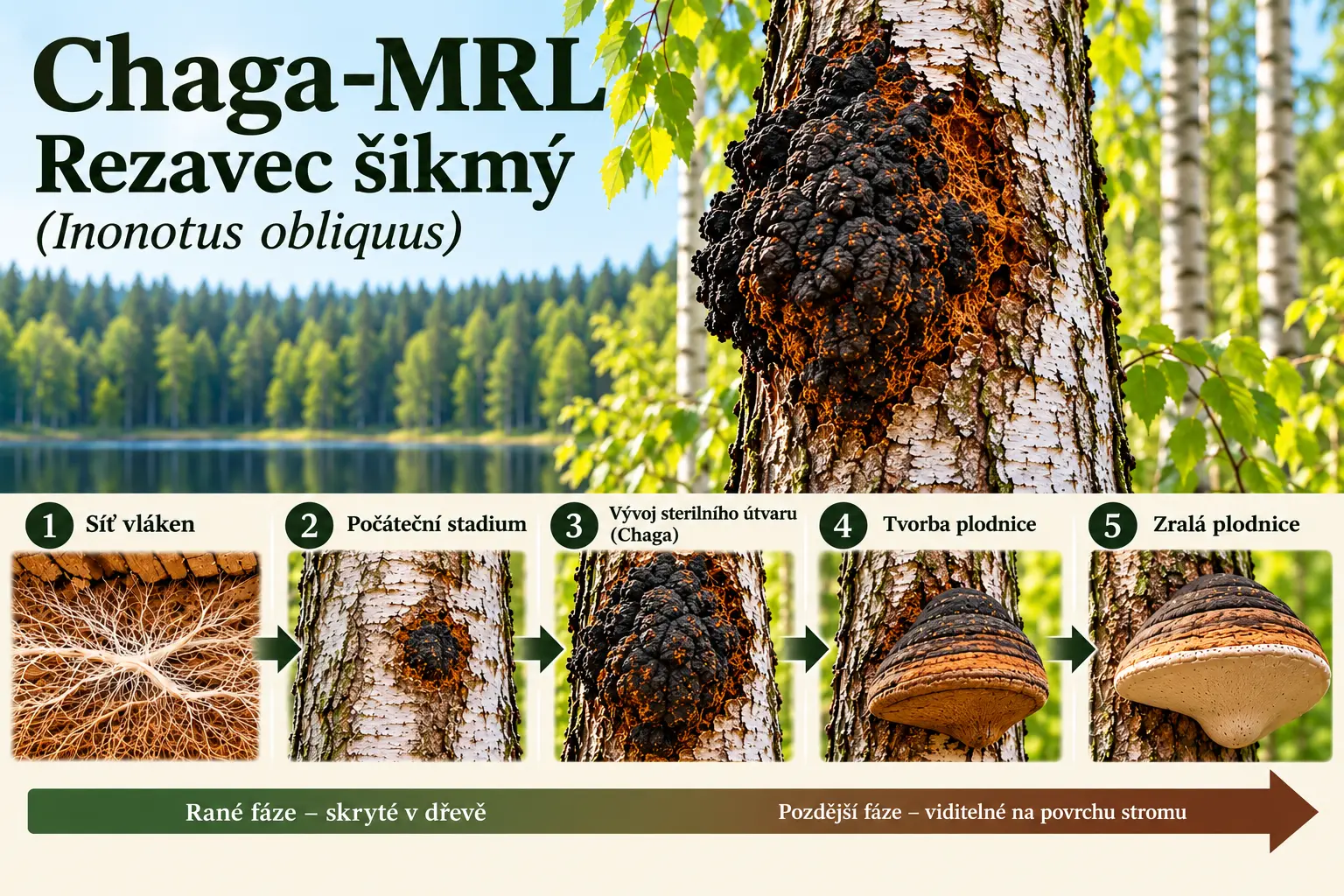 Chaga – rezavec šikmý (Inonotus obliquus), přirozený výskyt na bříze a vývoj houby od sítě vláken po plodnici