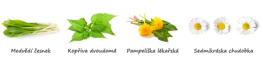 Medvědí česnek, kopřiva dvoudomá, pampeliška lékařská, sedmikráska chudobka