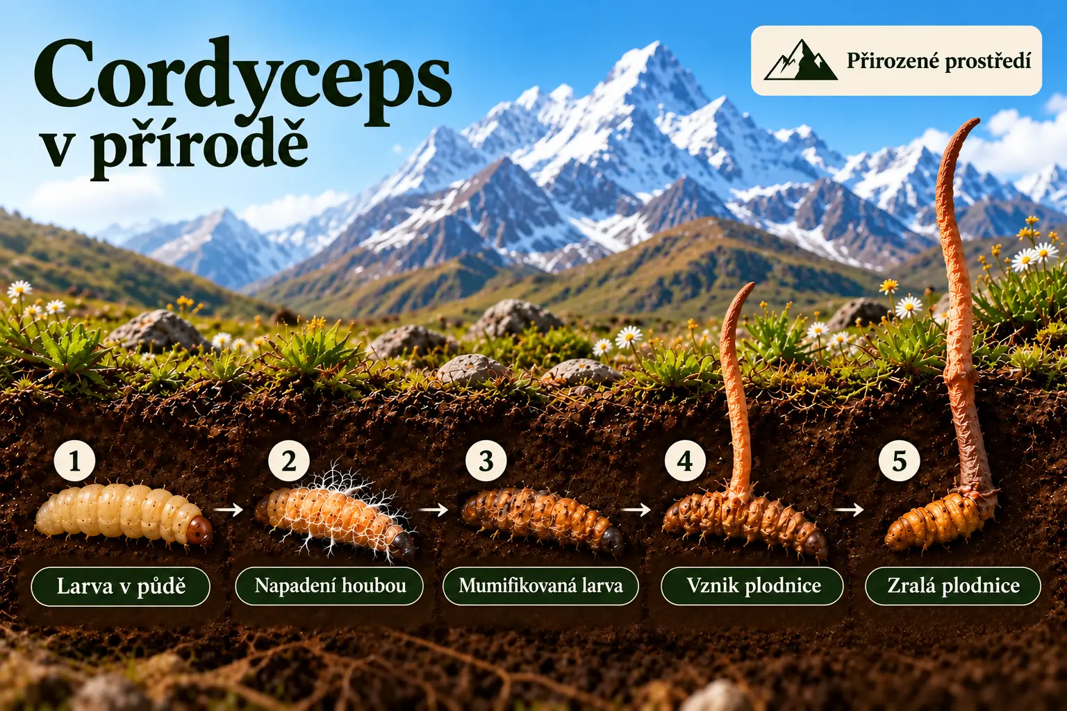 Cordyceps v přírodě – životní cyklus housenice čínské Ophiocordyceps sinensis