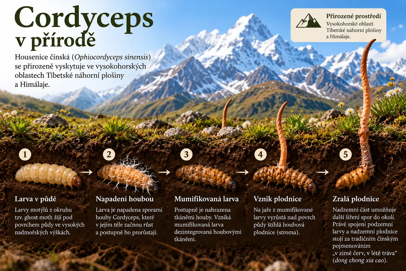 Cordyceps v přírodě – životní cyklus housenice čínské Ophiocordyceps sinensis