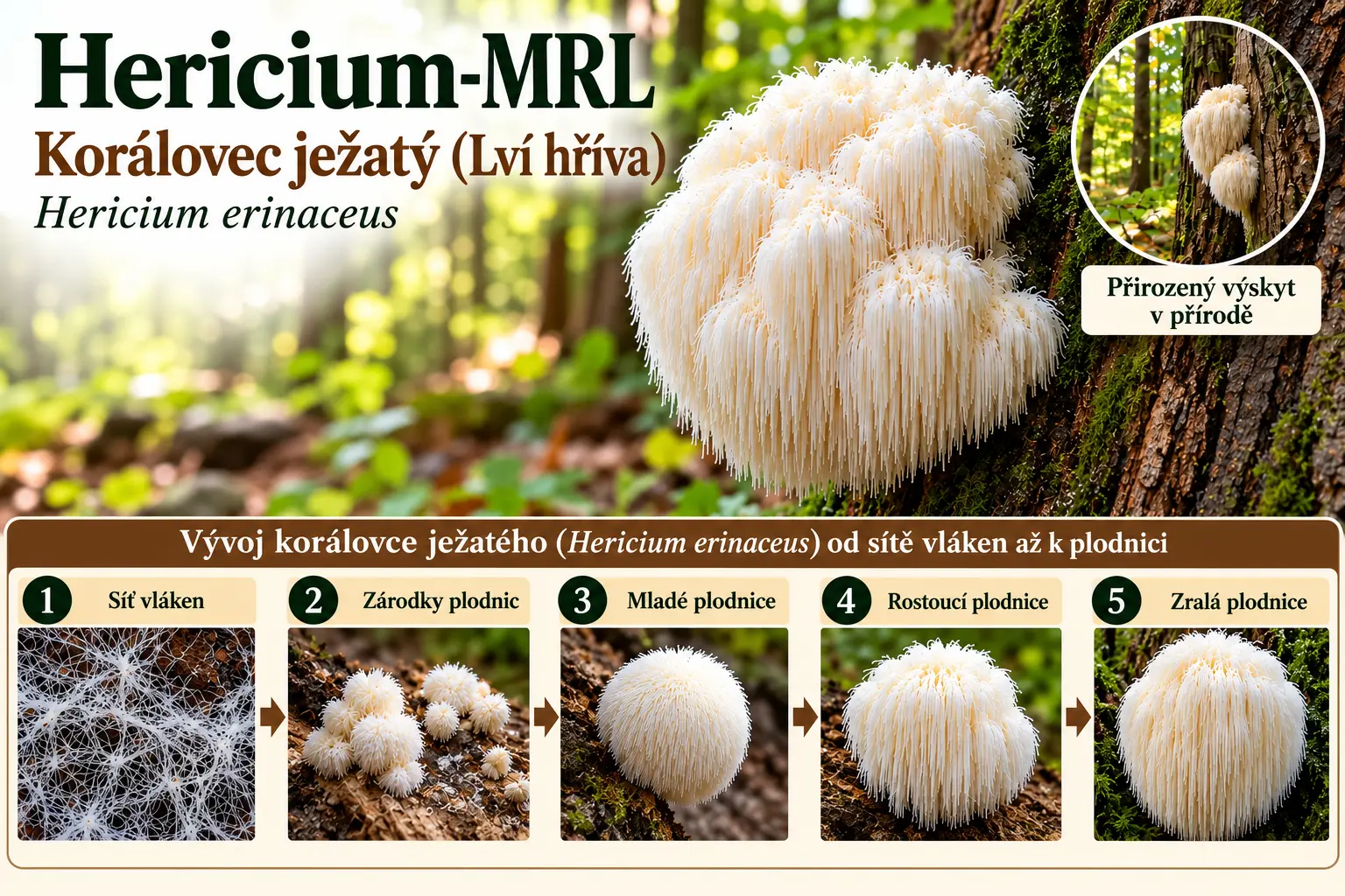Hericium-MRL – korálovec ježatý, lví hříva, přirozený výskyt a pět fází vývoje od sítě vláken přes primordia až po zralou plodnici