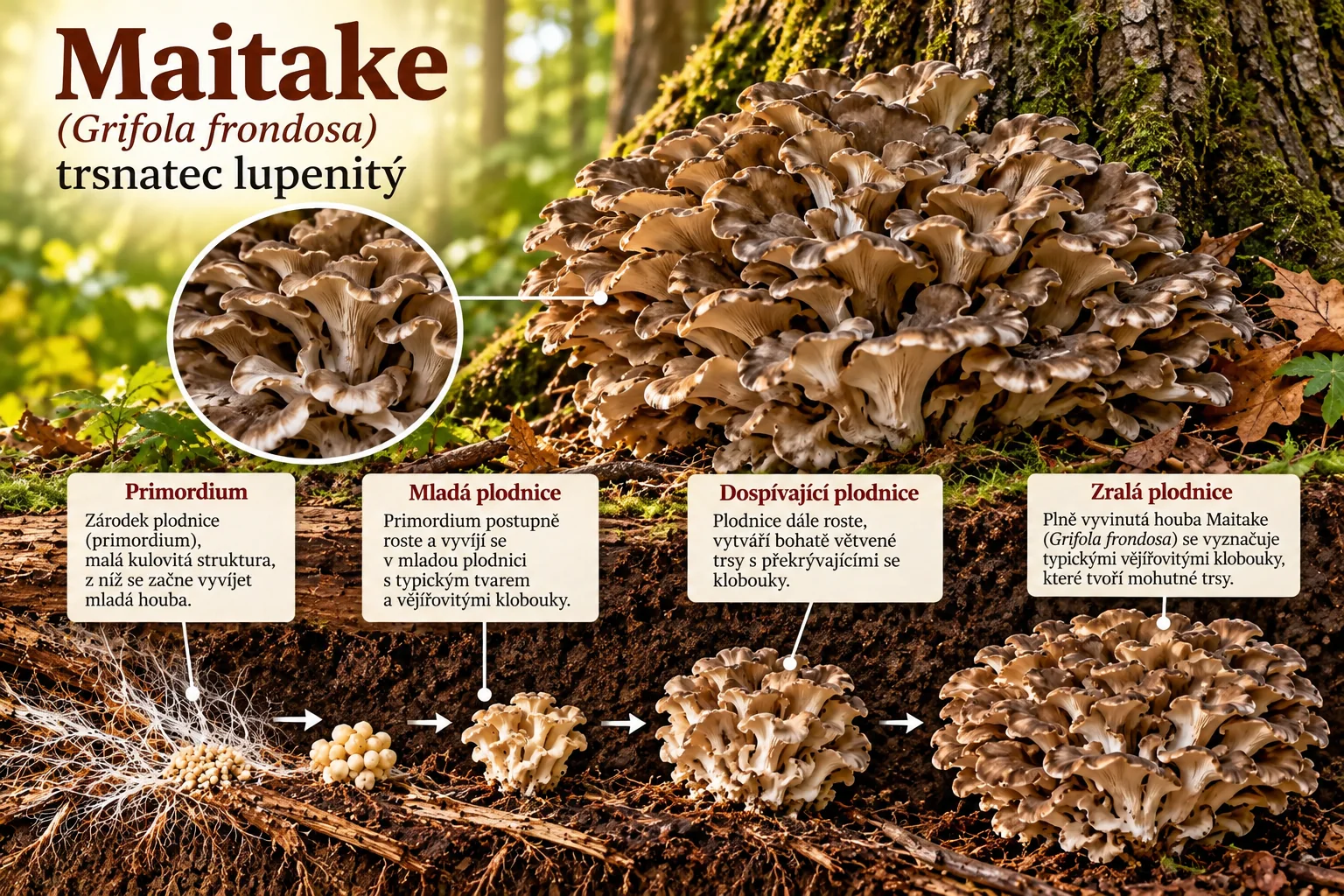 Maitake (Grifola frondosa), trsnatec lupenitý – přirozený výskyt a vývoj od primordia přes mladou a dospívající plodnici až po zralou plodnici