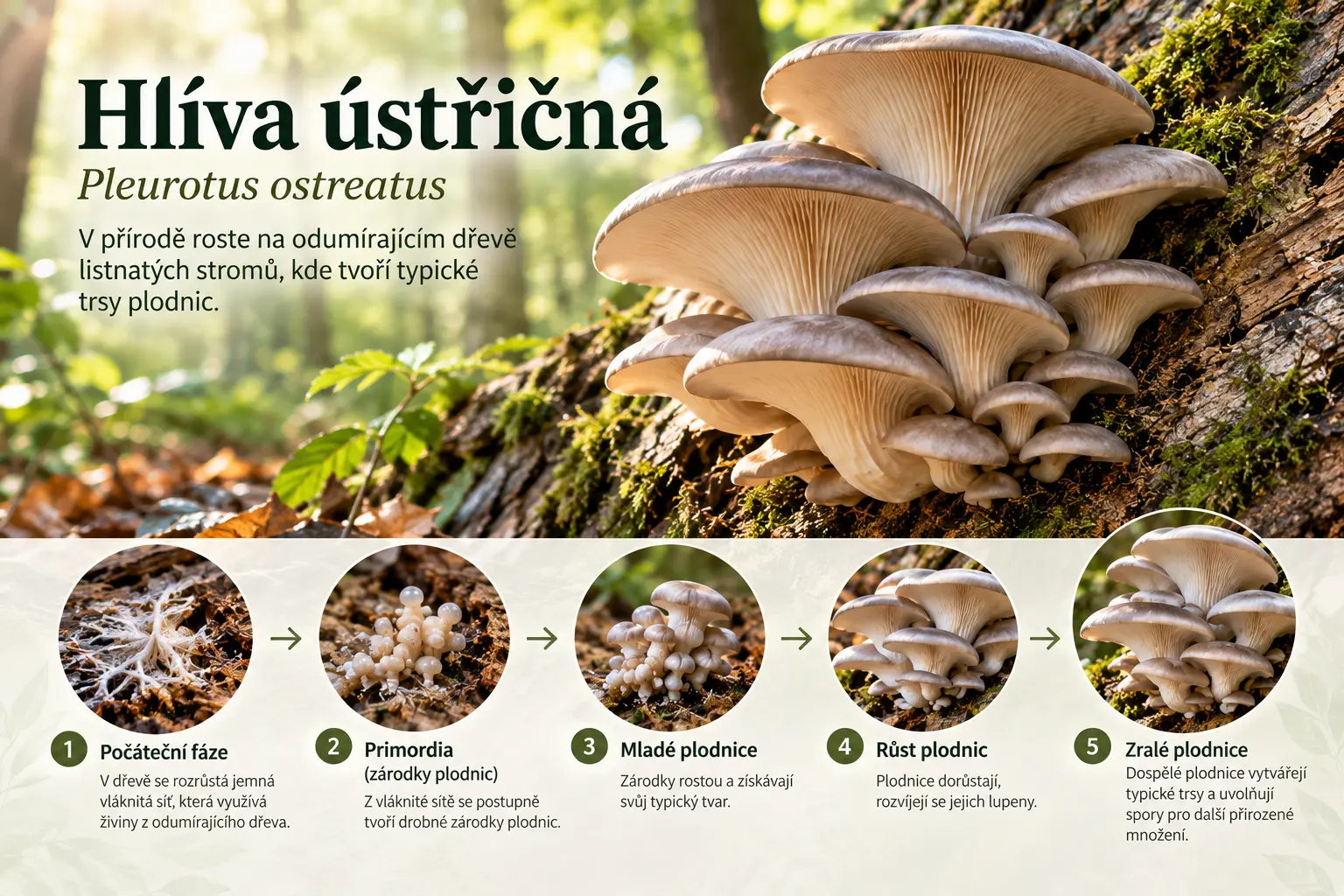 Hlíva ústřičná (Pleurotus ostreatus) – vývoj od počáteční fáze přes primordia až po zralé plodnice