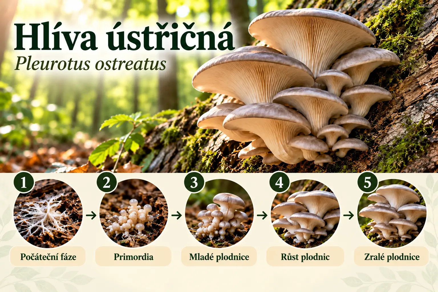 Hlíva ústřičná Pleurotus ostreatus – přirozený výskyt na dřevě stromů a vývoj od počáteční fáze přes primordia až po zralé plodnice