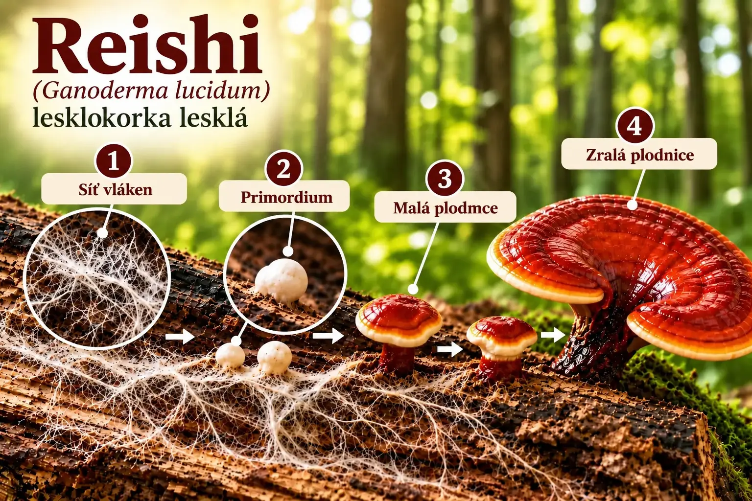 Reishi Ganoderma lucidum – primordium, mladá a zralá plodnice