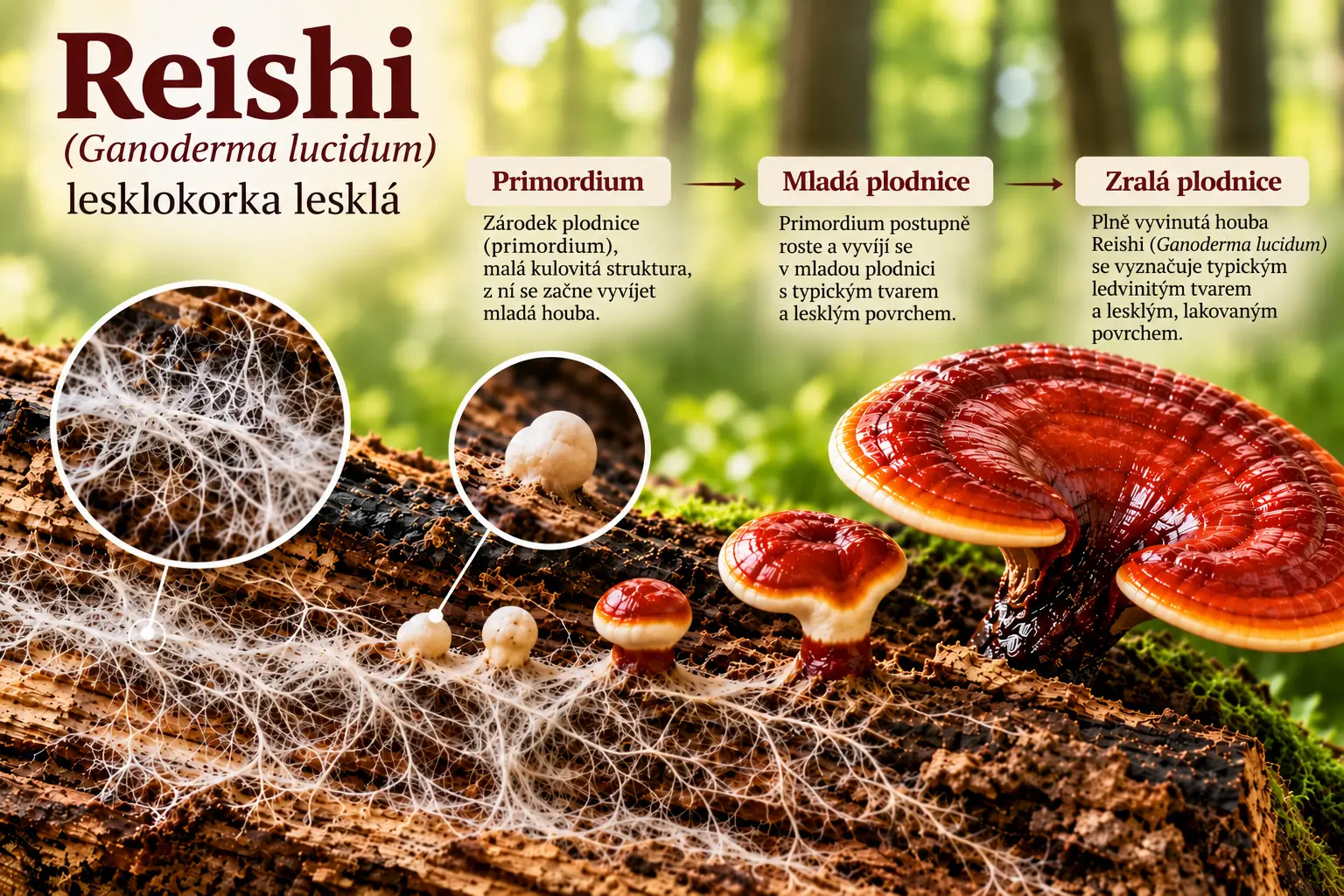 Reishi Ganoderma lucidum – primordium, mladá a zralá plodnice