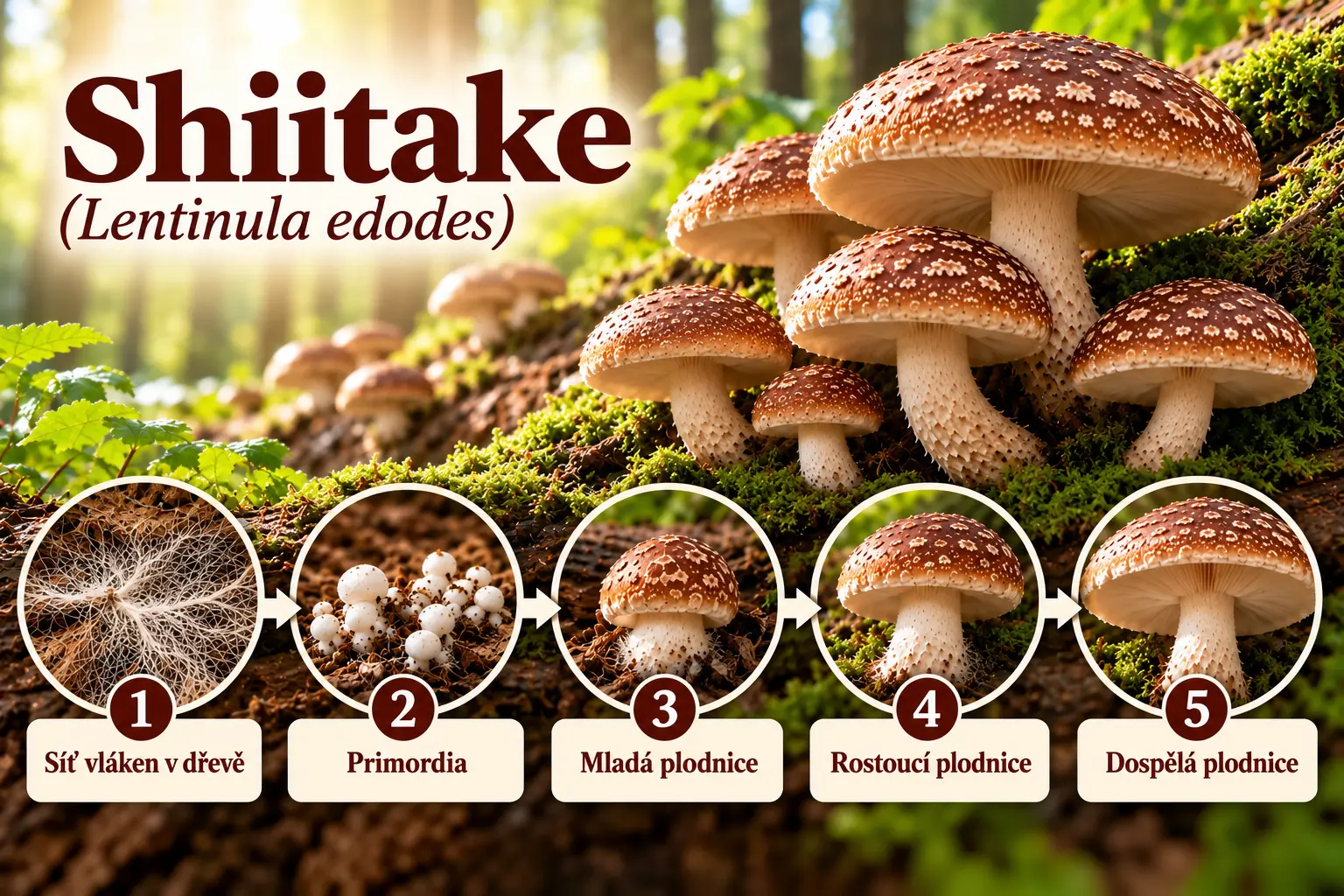 Vývoj Shiitake Lentinula edodes od sítě vláken v dřevě přes primordia až k dospělé plodnici