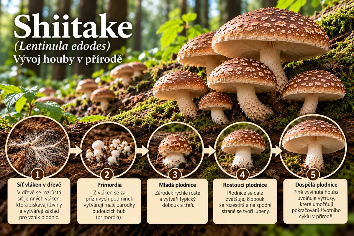 Vývoj Shiitake Lentinula edodes od sítě vláken v dřevě přes primordia až k dospělé plodnici