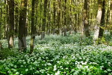 Zdravá dynamika pokrmů: štiplavě teplé aromatické koření 2. díl