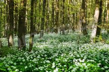 Zdravá dynamika pokrmů: štiplavě teplé aromatické koření 2. díl