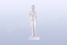 Akupunkturní model, žena 48 cm - akumodel Akupunkturní model, žena 48 cm - akumodel