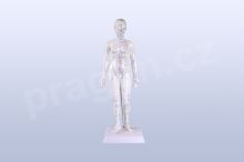 Akupunkturní model, žena 48 cm - akumodel