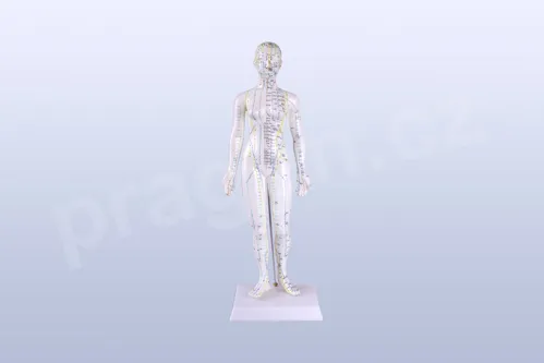 Akupunkturní model, žena 48 cm - akumodel