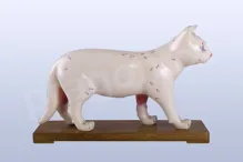 Akupunkturní model kočka, 28cm - akumodel