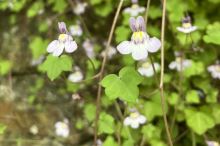 Jarní období dle čínské medicíny