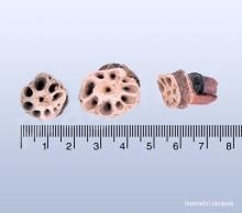 Lotos kořen, klouby oujie - 50 g_detail (2)