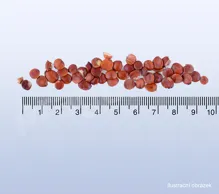 Jujuba – cicimek čínský ostnitý, suanzaoren - 40g_detail (2)