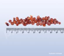 Jujuba – cicimek čínský ostnitý, suanzaoren - 40g_detail (2)