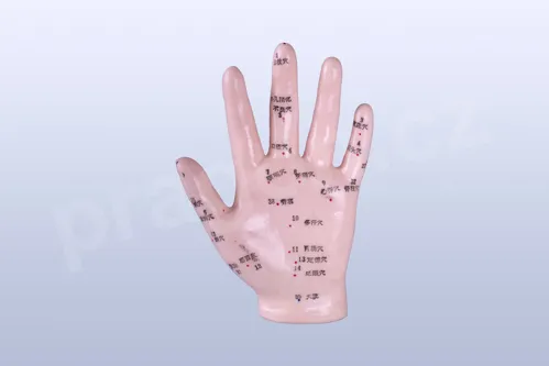 Akupunkturní model ruka, 12 cm - akumodel