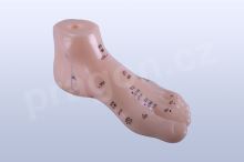 Akupunkturní model noha, 15 cm - akumodel