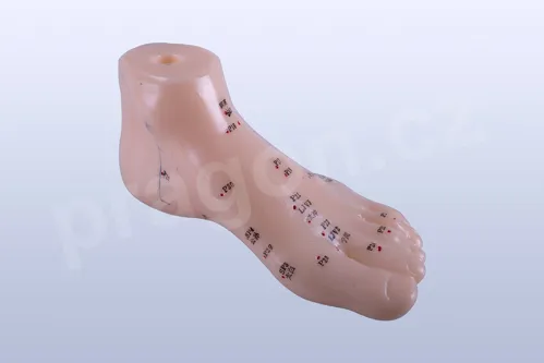 Akupunkturní model noha, 15 cm - akumodel