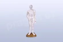 Akupunkturní model, muž 50 cm - akumodel