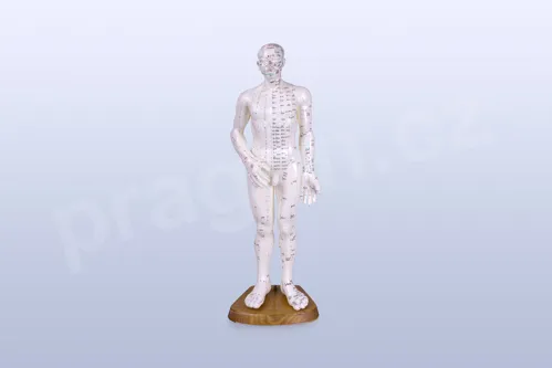 Akupunkturní model, muž 50 cm - akumodel