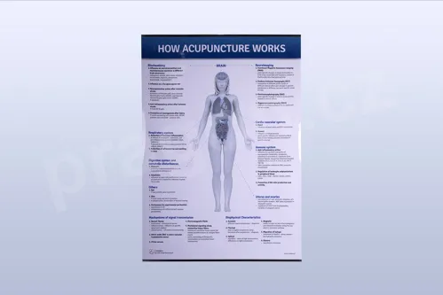 How Acupuncture Works