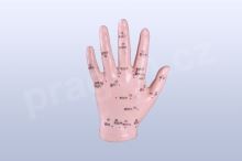 Akupunkturní model ruka, 12 cm - akumodel_second (1)