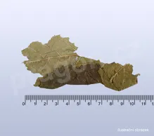 moruše-list, sangye, Mori folium  - 30 g_detail (2)