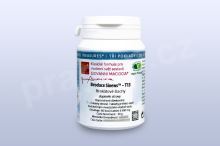 Brokátové šlachy - T13 pian/tablety Brokátové šlachy - T13 pian/tablety