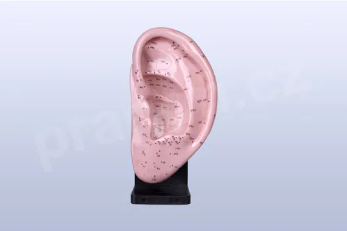 Akupunkturní model - ucho 22cm - akumodel