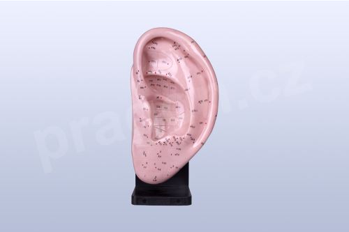 Akupunkturní model - ucho 22cm - akumodel