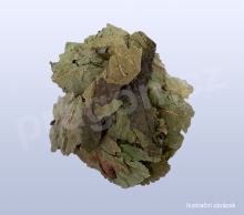 moruše-list, sangye, Mori folium  - 30 g_nahled (1)