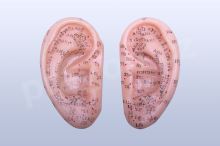 Akupunkturní model ucho pár, 7 cm - akumodel