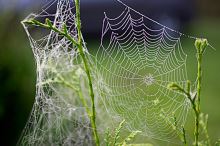 O babím létu z pohledu čínské medicíny