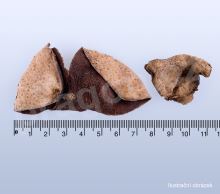 Kůra mandarinky, chenpi – kval. A (yao) 20 g_detail (2)