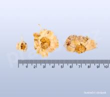 Zlateň bílá, baijuhua, Chrysanthemi flos 30 g_detail (2)