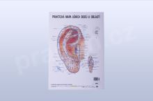 Akupunkturní mapa ucha, formát A4