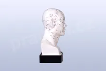 Akupunkturní model - hlava 21cm - akumodel_second (1)