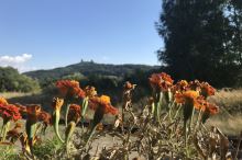 Letní období dle čínské medicíny