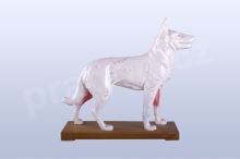 Akupunkturní model pes, 30cm - akumodel