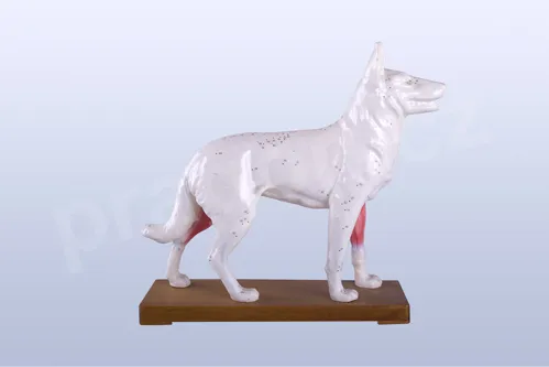 Akupunkturní model pes, 30cm - akumodel