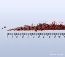 Schizandra čínská, magnolka, wuweizi (mletá) 50 g_2_detail (2)