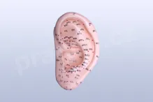Akupunkturní model - ucho 12 cm - akumodel