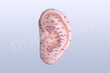 Akupunkturní model - ucho 12 cm - akumodel