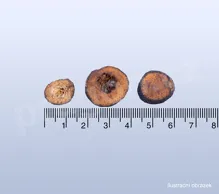 Pomeranč hořký nezralý, zhishi, Aurantii fructus immaturus - 30 g-detail (2)